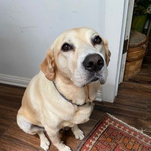 Meet your Posher, Adam